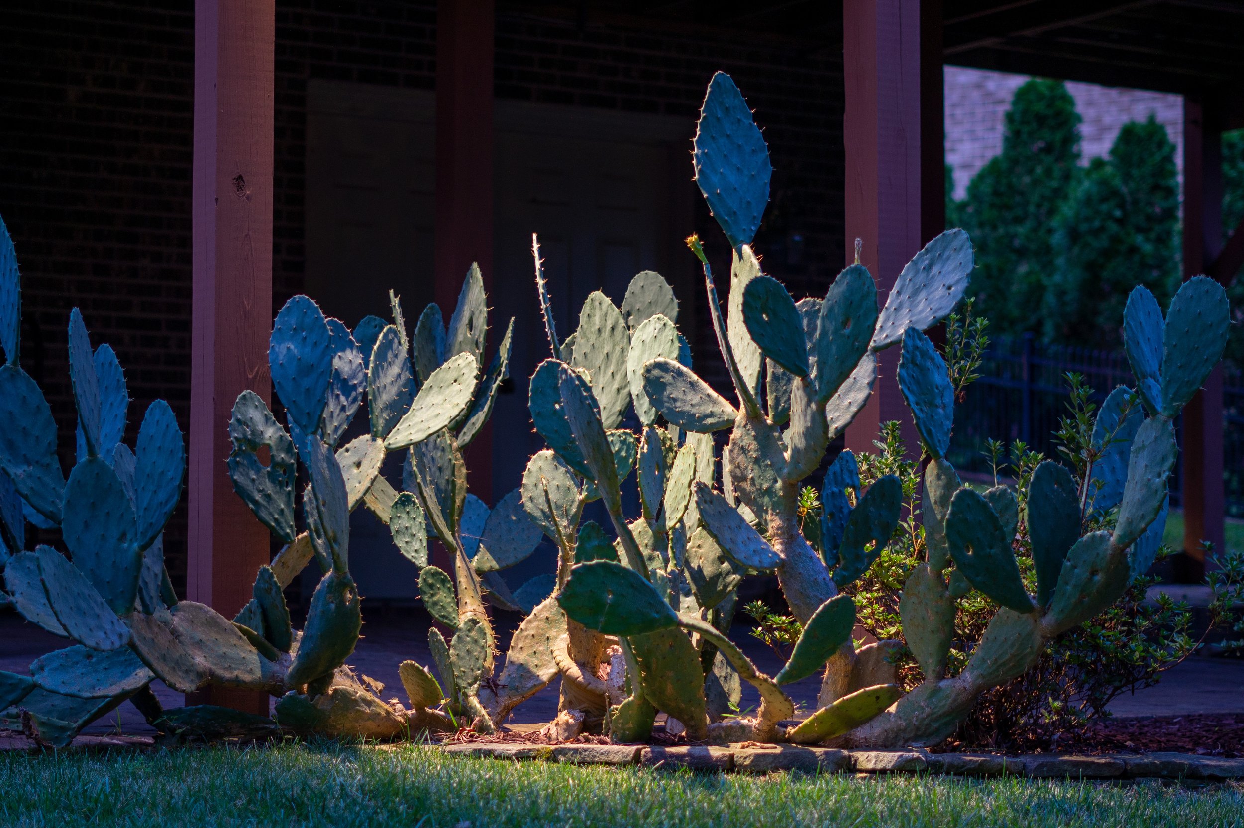 Large cactus plant with wide oval shaped branches illuminated by a downlight. A light shines down on the cactus plant from above.