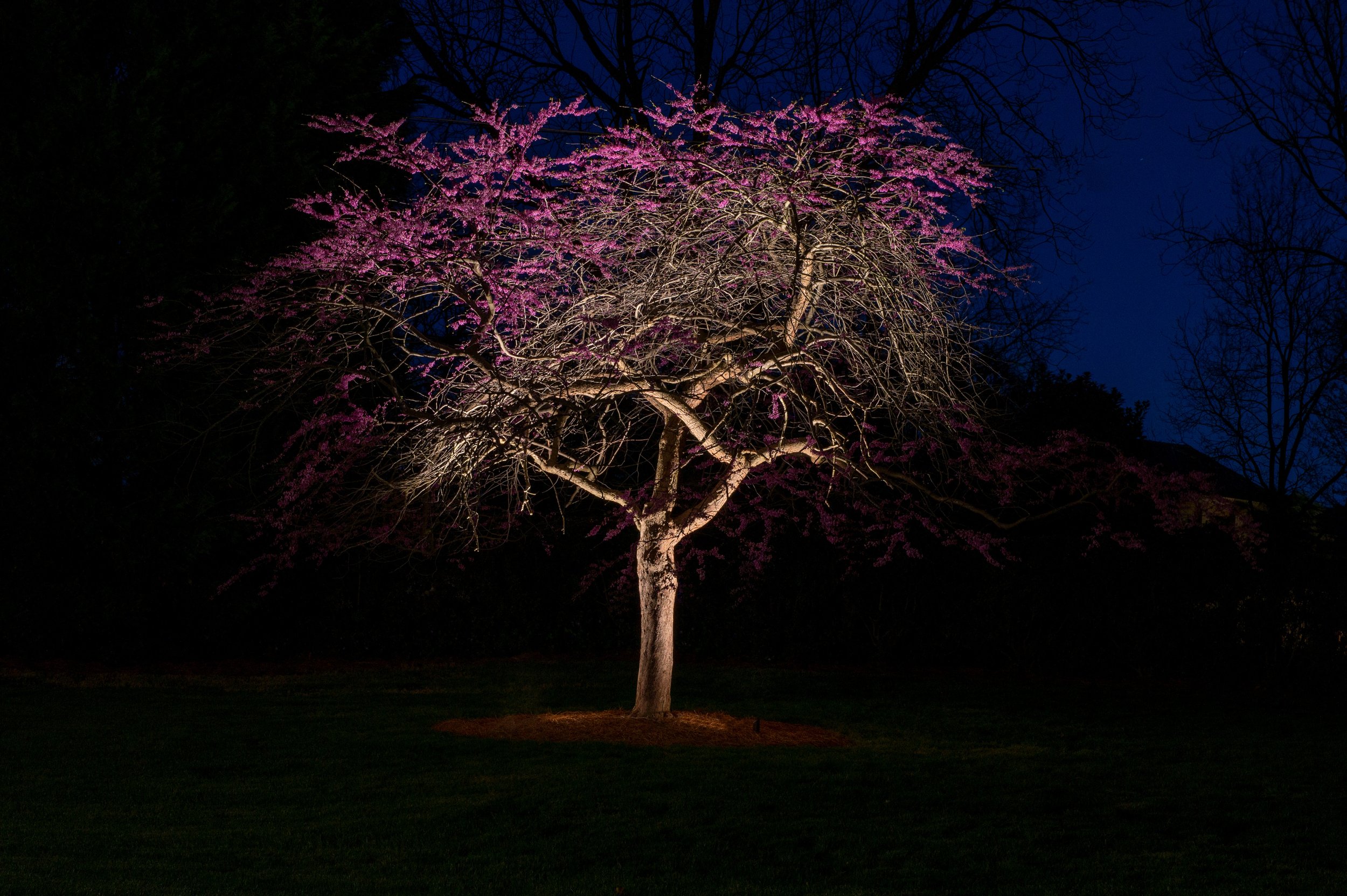 Small dogwood tree with purple blooms is lit with two landscape lights positioned at the base of the tree.