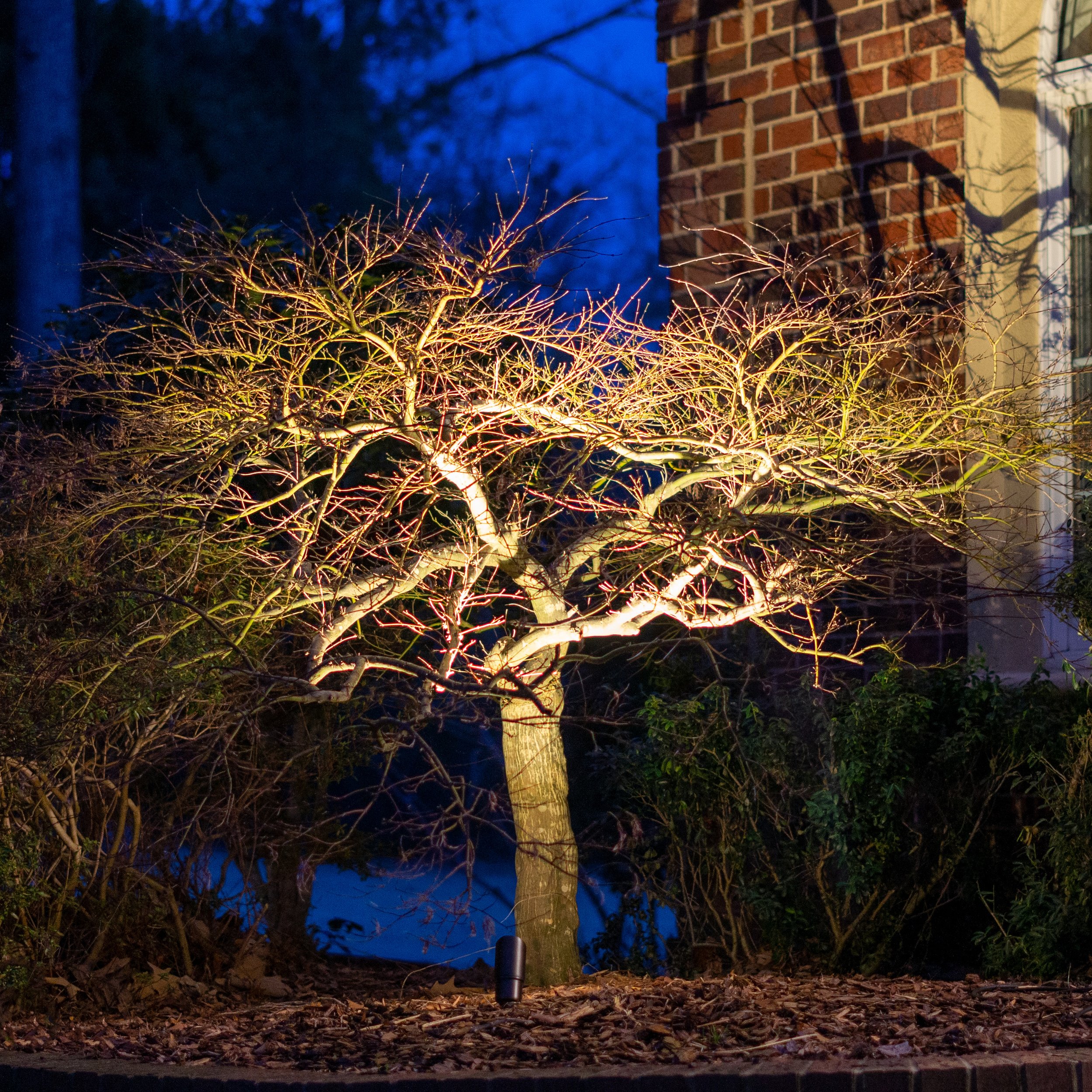 Small Japanese maple tree in the winter with no leaves is illuminated with a single up light.
