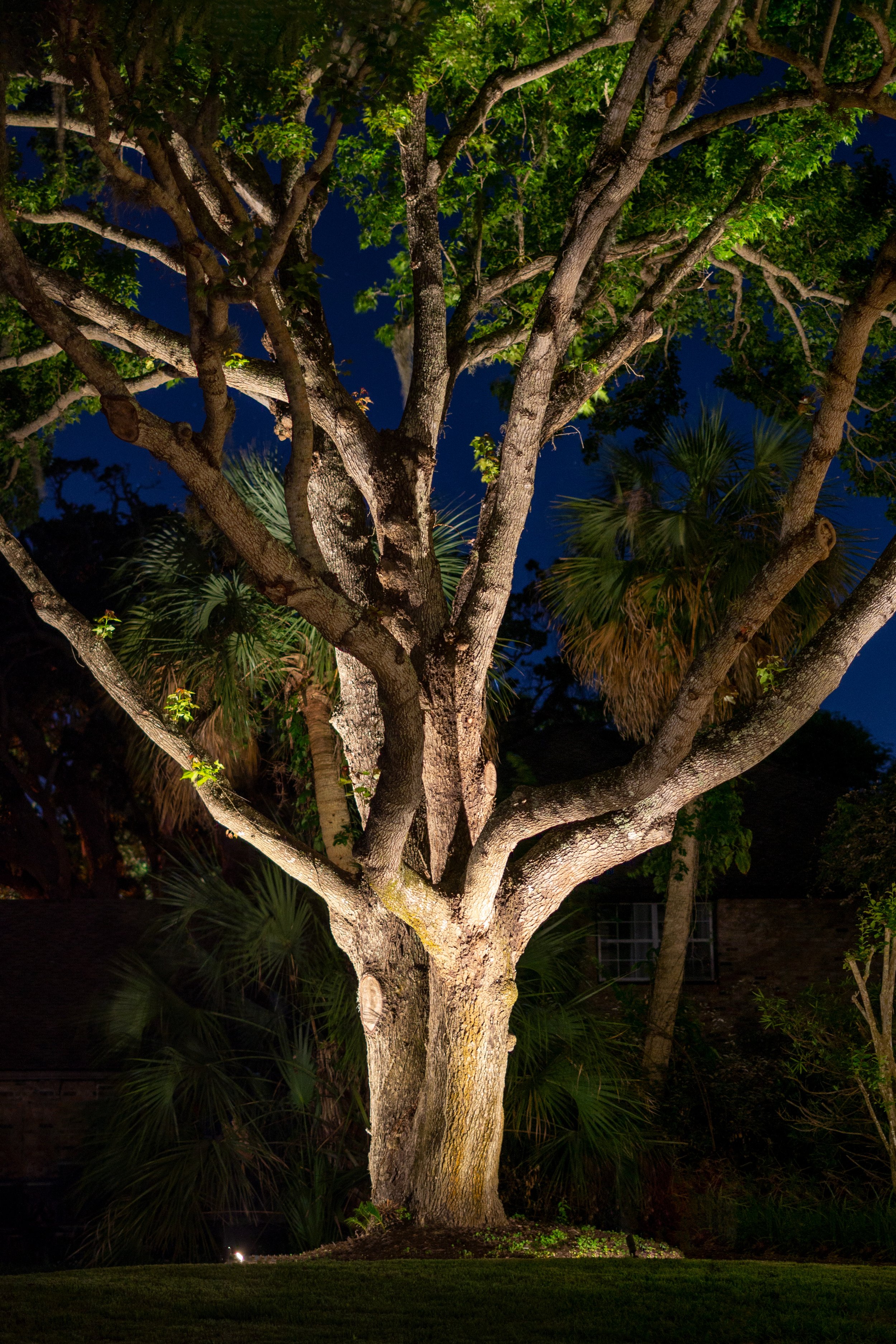 Large live oak tree is lit with three landscaping accent lights.