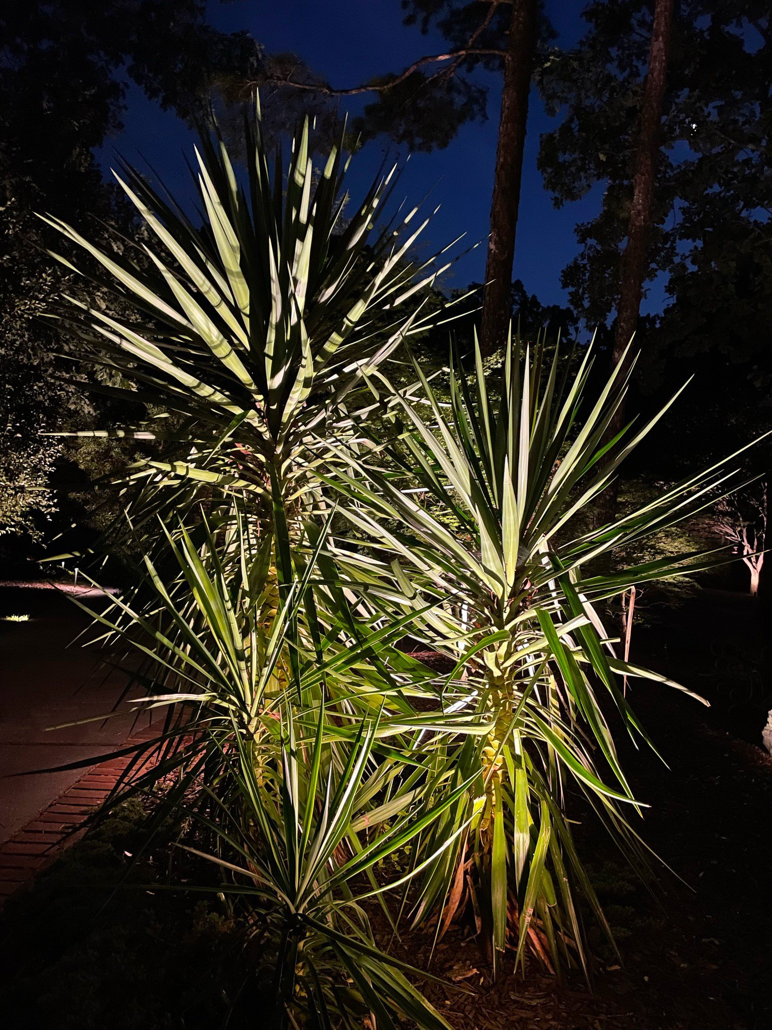 Large yucca plant with spike leaves is illuminated with landscape lighting. Accent lights create shadows with the leaves.